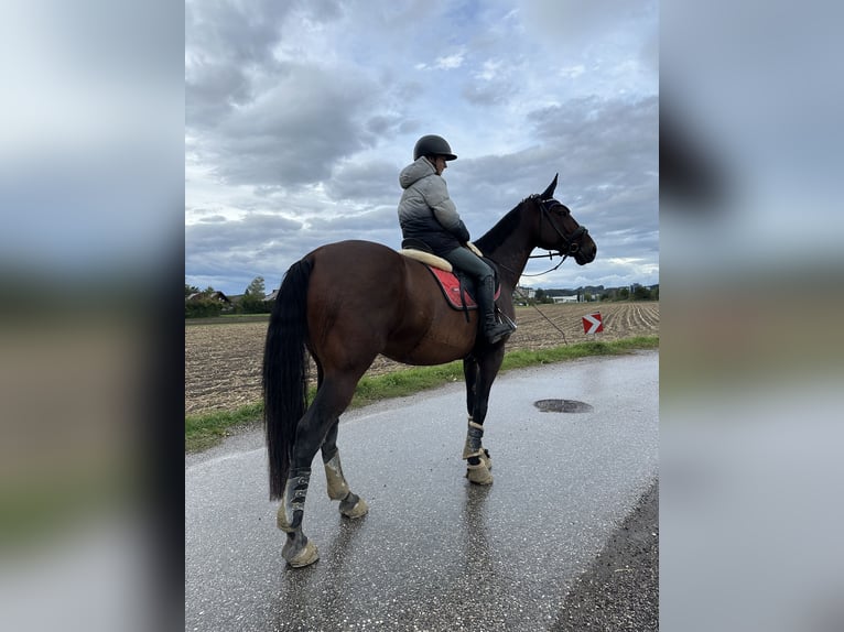 Cheval de sport hongrois Hongre 15 Ans 170 cm Bai in Amstetten