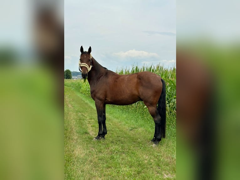 Cheval de sport hongrois Hongre 15 Ans 170 cm Bai in Amstetten