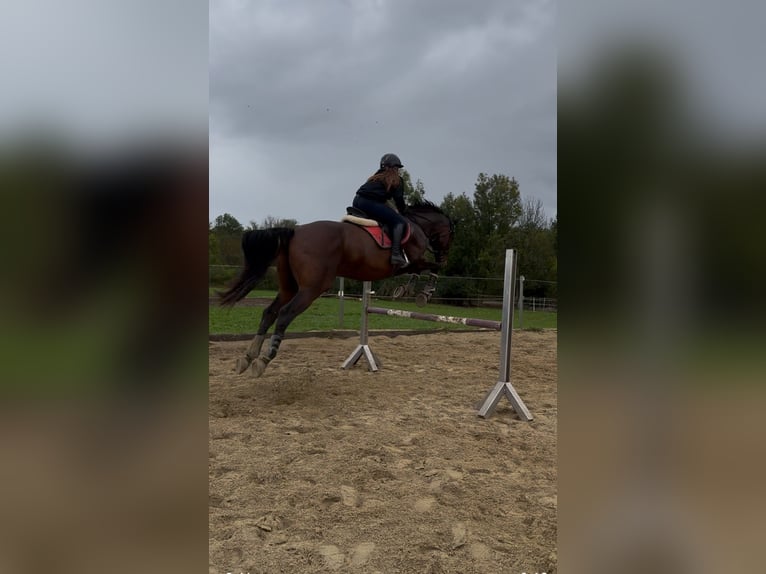 Cheval de sport hongrois Hongre 15 Ans 170 cm Bai in Amstetten