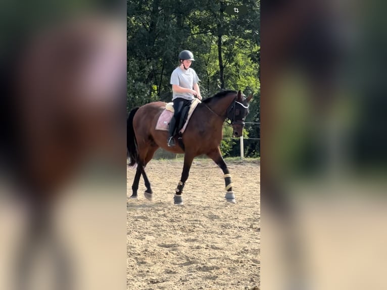 Cheval de sport hongrois Hongre 15 Ans 170 cm Bai in Amstetten