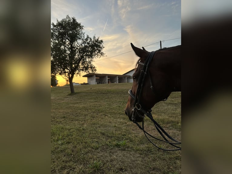 Cheval de sport hongrois Hongre 15 Ans 170 cm Bai in Amstetten