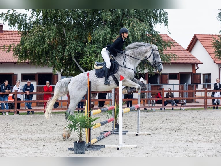 Cheval de sport hongrois Hongre 15 Ans 180 cm Gris in Győrújbarát