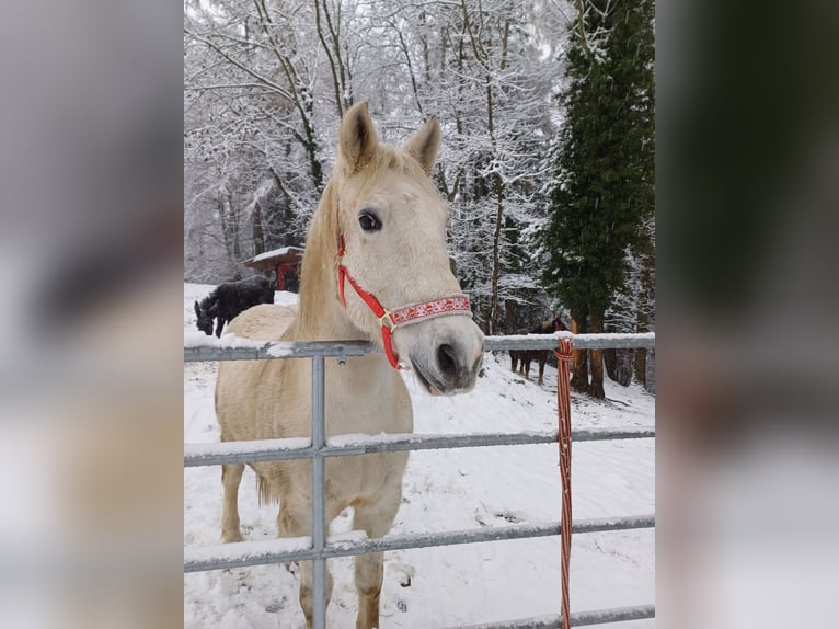 Cheval de sport hongrois Hongre 15 Ans Gris pommelé in Edelschrott