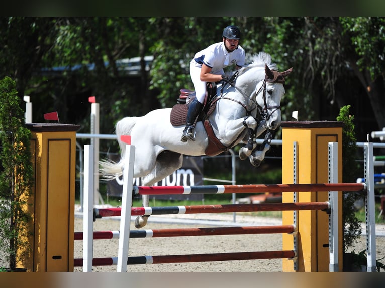 Cheval de sport hongrois Hongre 16 Ans 168 cm Blanc in Nàdasd