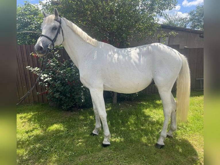 Cheval de sport hongrois Hongre 16 Ans 168 cm Blanc in Nàdasd