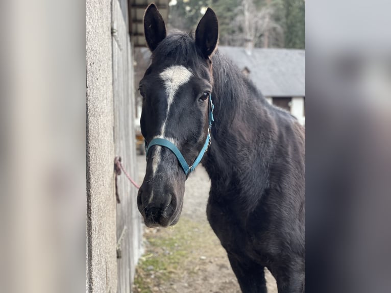 Cheval de sport hongrois Hongre 16 Ans 169 cm Noir in Köflach