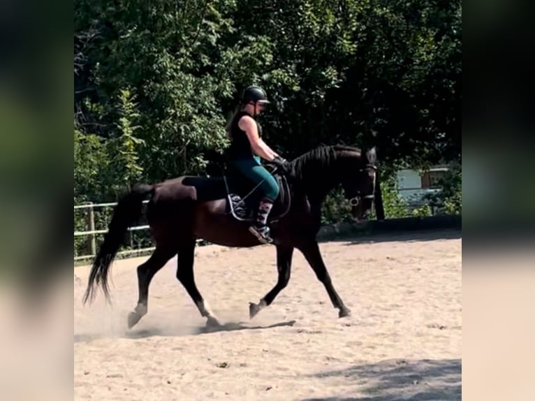 Cheval de sport hongrois Hongre 16 Ans 169 cm Noir in Köflach