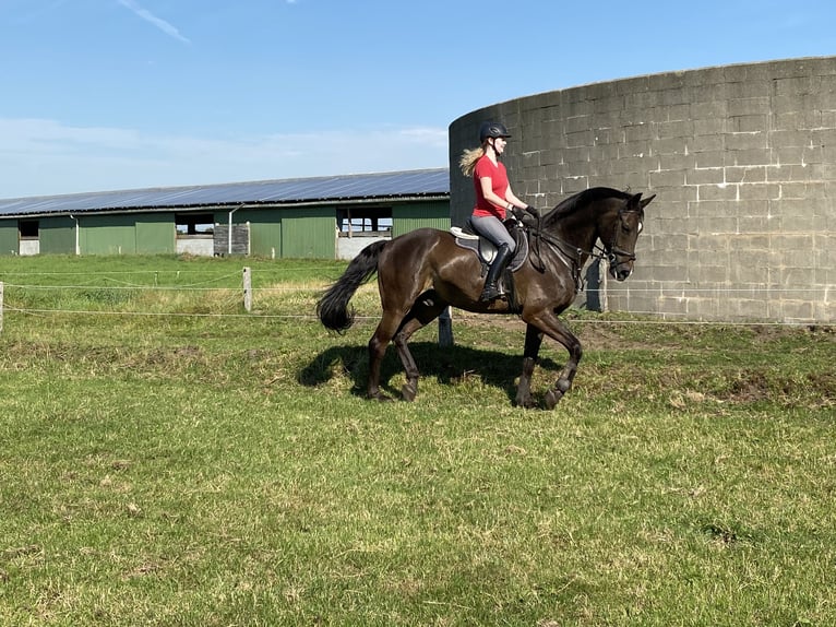 Cheval de sport hongrois Hongre 16 Ans 170 cm Bai brun in Willenscharen