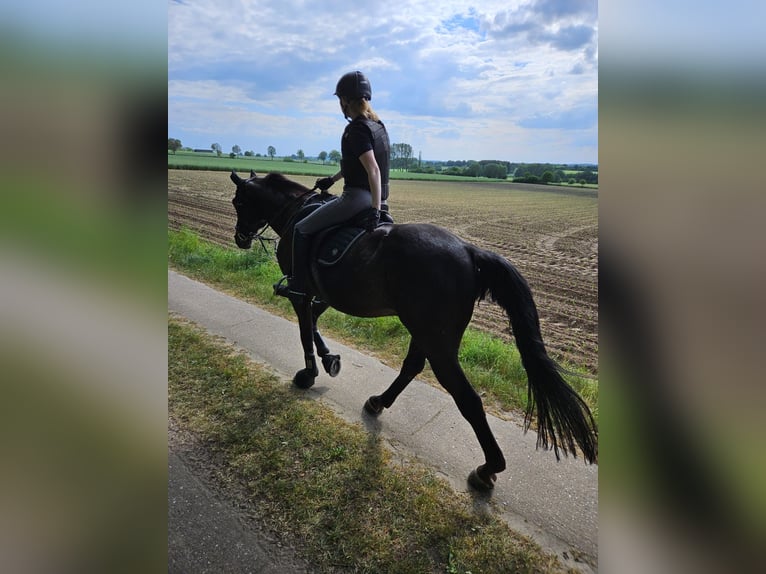 Cheval de sport hongrois Hongre 16 Ans 170 cm Bai brun in Willenscharen