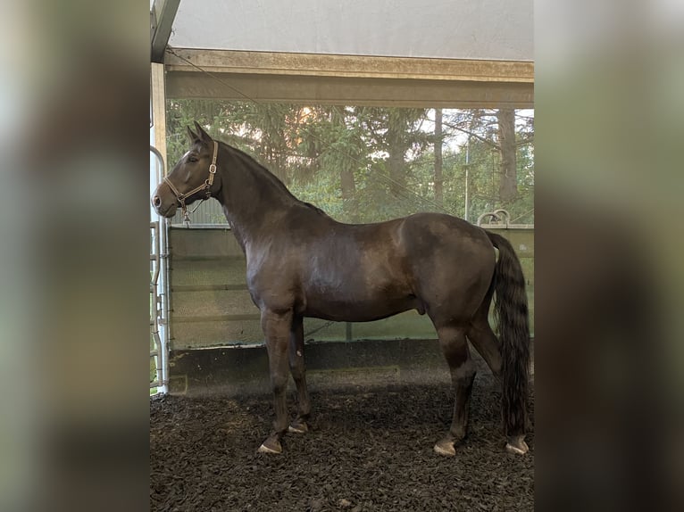 Cheval de sport hongrois Hongre 16 Ans 170 cm Bai brun in Willenscharen