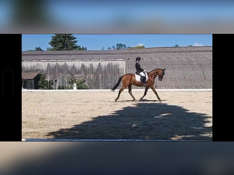 Cheval de sport hongrois Hongre 17 Ans 165 cm Bai in Baden