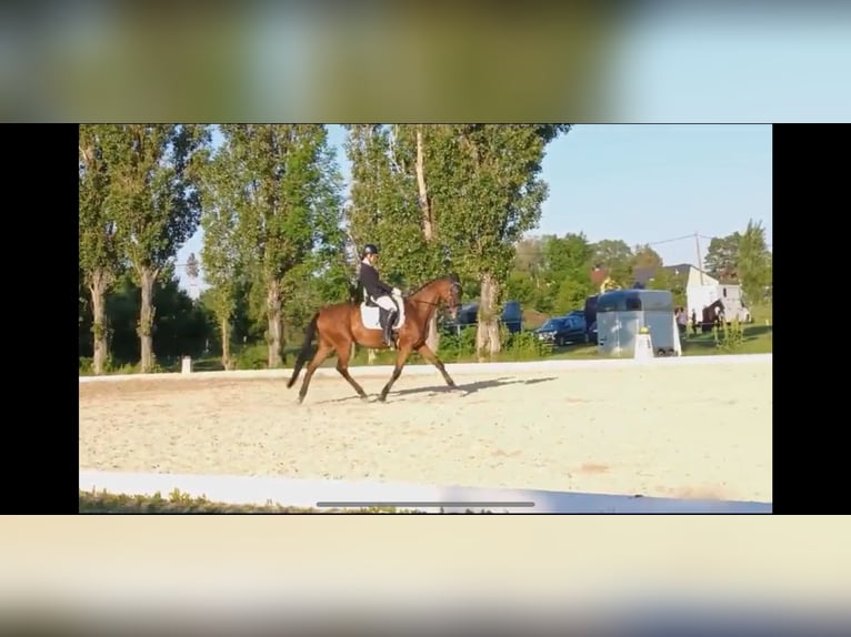 Cheval de sport hongrois Hongre 17 Ans 165 cm Bai in Baden