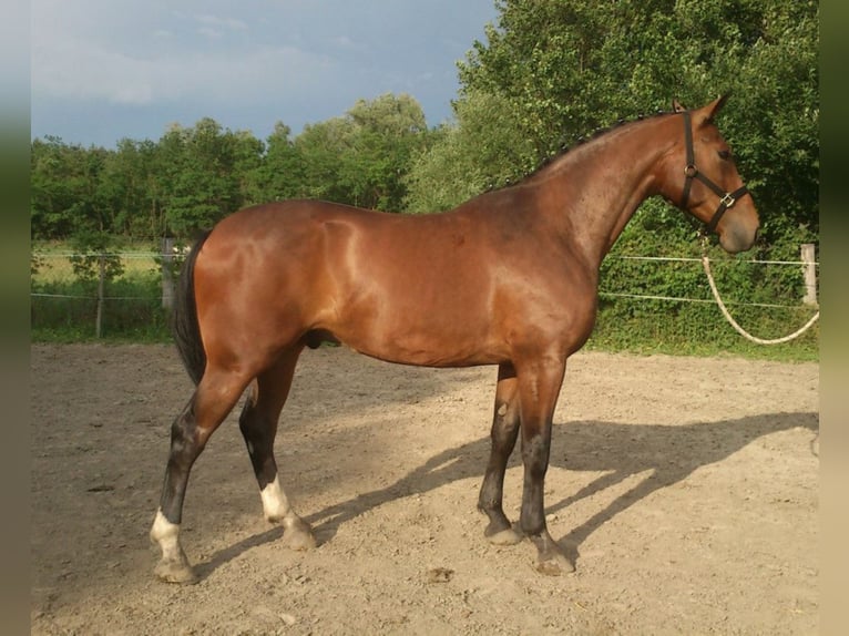 Cheval de sport hongrois Hongre 17 Ans 171 cm Bai brun in Marcali