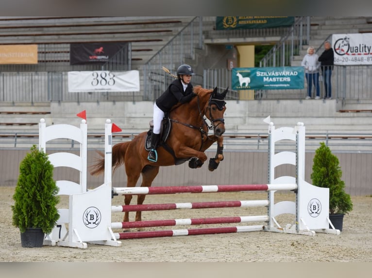 Cheval de sport hongrois Hongre 17 Ans 172 cm Alezan brûlé in Debrecen