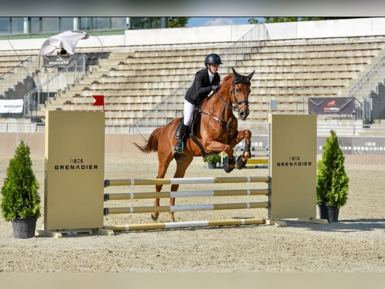 Cheval de sport hongrois Hongre 17 Ans 172 cm Alezan brûlé in Debrecen