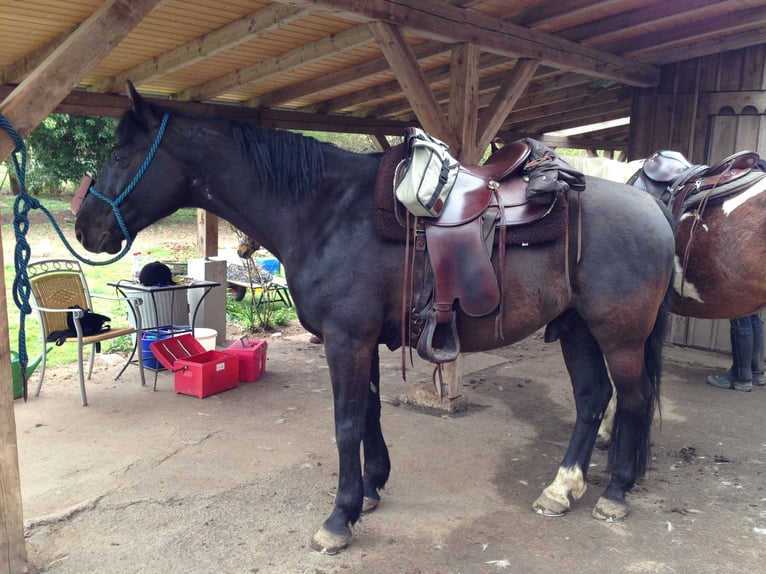 Cheval de sport hongrois Croisé Hongre 18 Ans 155 cm Noir in Groß-Umstadt
