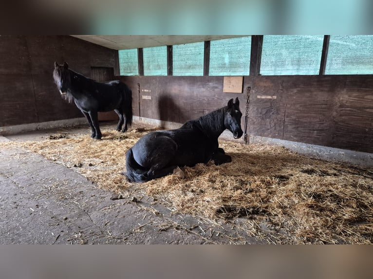 Cheval de sport hongrois Croisé Hongre 18 Ans 155 cm Noir in Groß-Umstadt