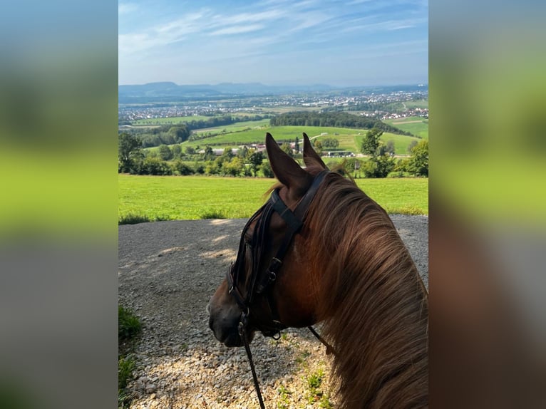Cheval de sport hongrois Hongre 18 Ans 163 cm Alezan in Ottenbach