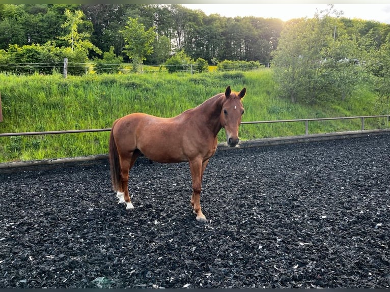 Cheval de sport hongrois Hongre 18 Ans 163 cm Alezan in Ottenbach