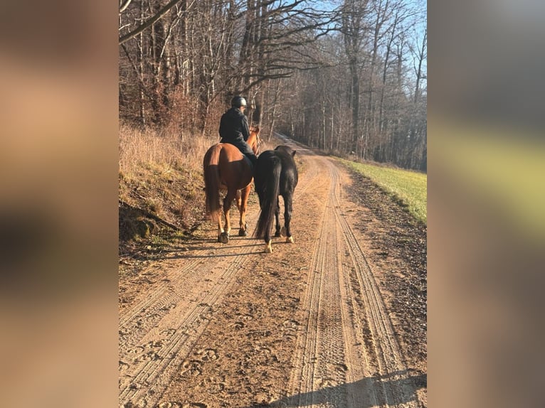 Cheval de sport hongrois Hongre 18 Ans 163 cm Alezan in Ottenbach