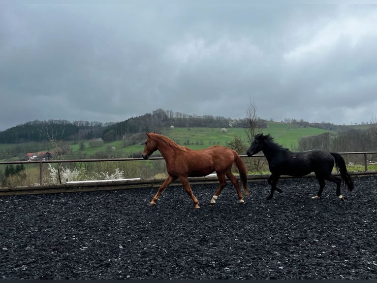 Cheval de sport hongrois Hongre 18 Ans 163 cm Alezan in Ottenbach