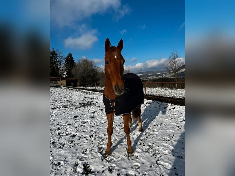 Cheval de sport hongrois Hongre 18 Ans 163 cm Alezan in Ottenbach