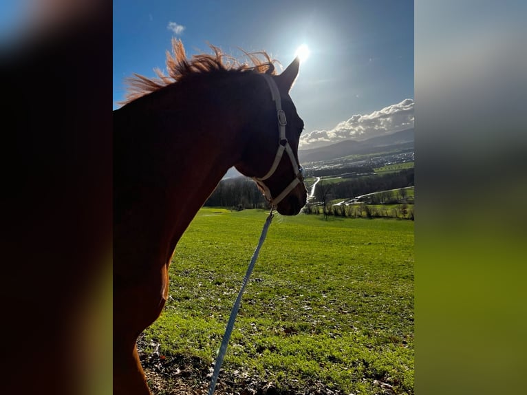 Cheval de sport hongrois Hongre 18 Ans 163 cm Alezan in Ottenbach