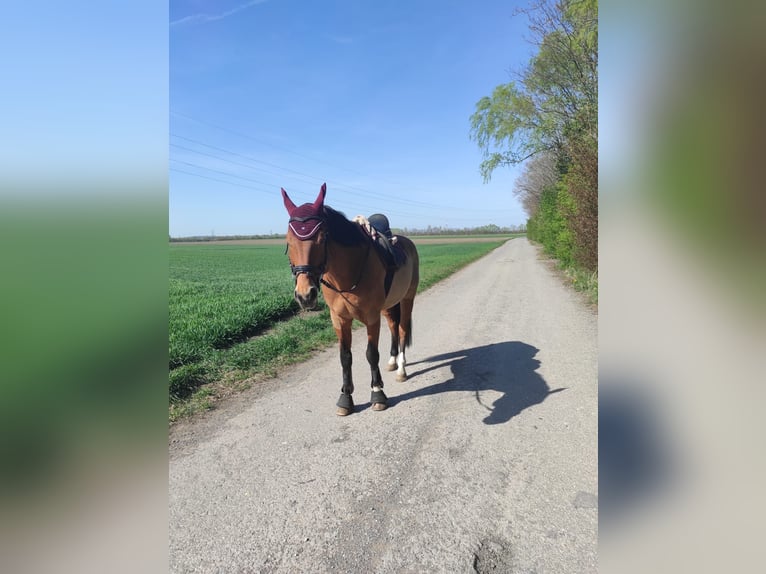 Cheval de sport hongrois Hongre 18 Ans 165 cm Bai in Götzendorf an der Leitha