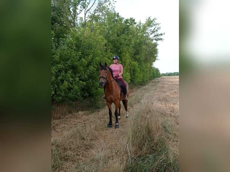 Cheval de sport hongrois Hongre 18 Ans 165 cm Bai in Götzendorf an der Leitha