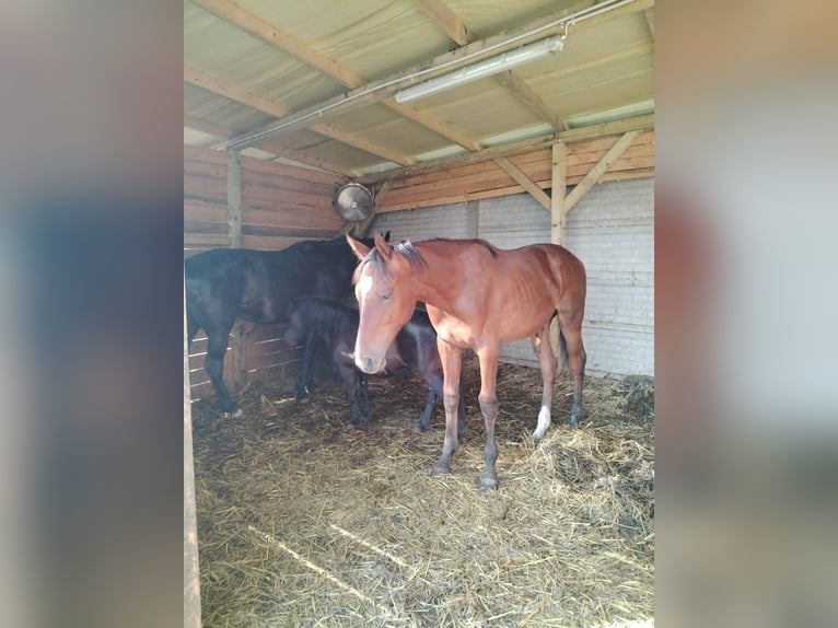 Cheval de sport hongrois Hongre 1 Année 160 cm Bai clair in Kazincbarcika