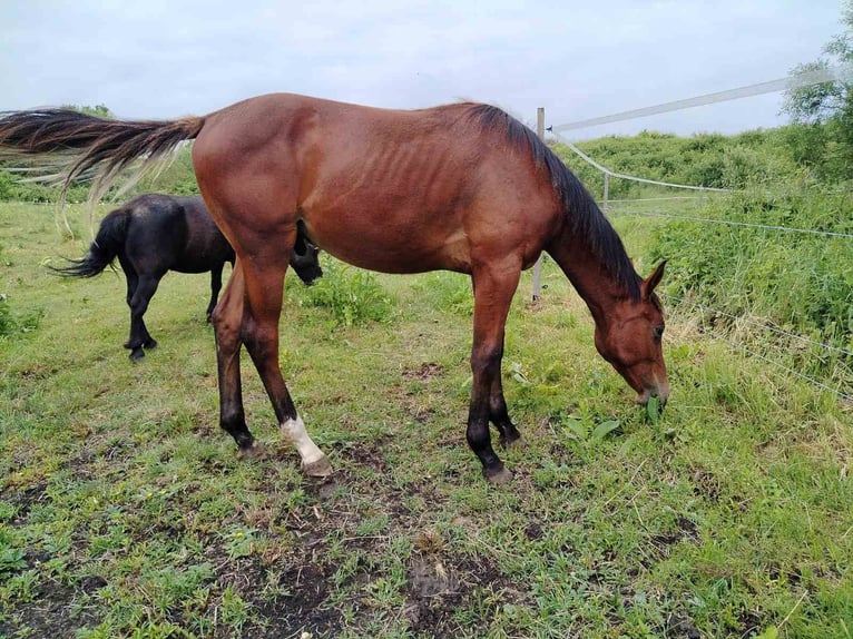 Cheval de sport hongrois Hongre 1 Année 160 cm Bai clair in Kazincbarcika