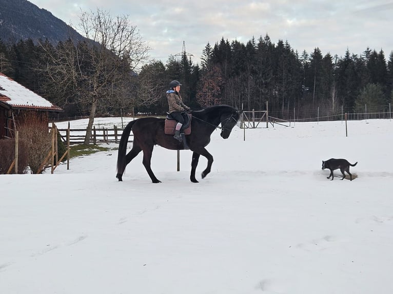 Cheval de sport hongrois Hongre 21 Ans 174 cm Noir in Gnadenwald