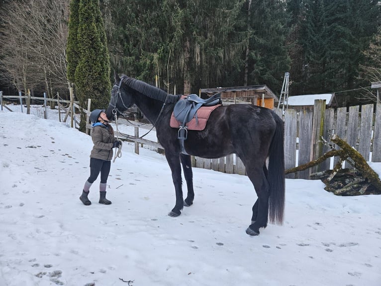 Cheval de sport hongrois Hongre 21 Ans 174 cm Noir in Gnadenwald