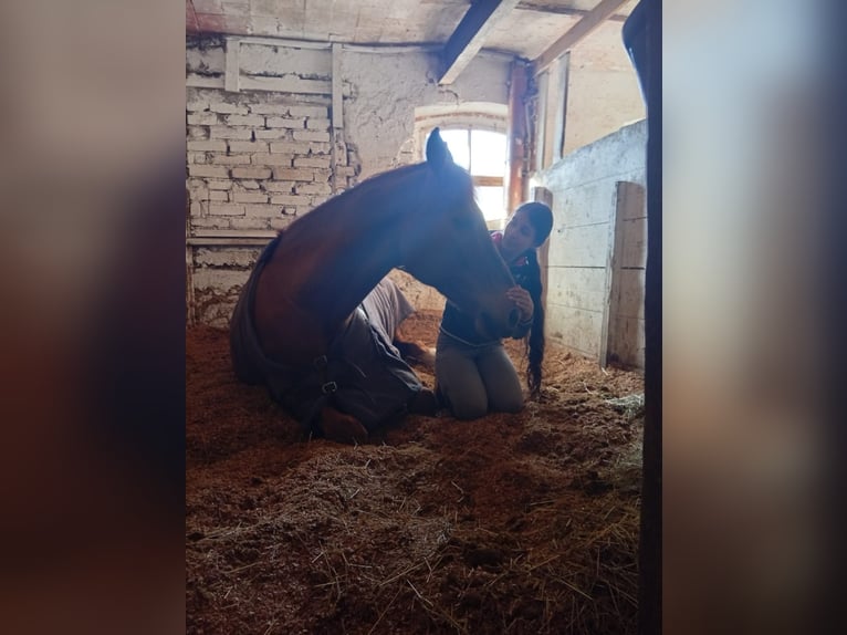 Cheval de sport hongrois Hongre 23 Ans 165 cm Alezan in Bergatreute