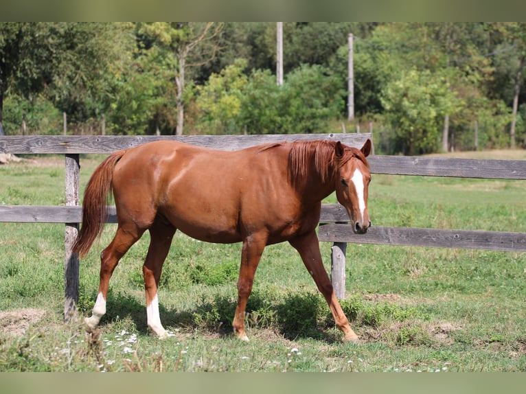 Cheval de sport hongrois Hongre 2 Ans 160 cm Alezan brûlé in Écs