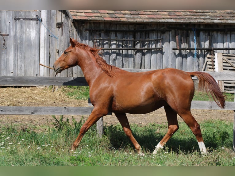 Cheval de sport hongrois Hongre 2 Ans 160 cm Alezan brûlé in Écs