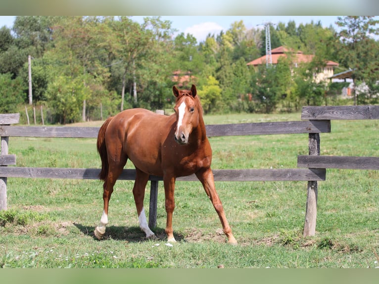 Cheval de sport hongrois Hongre 2 Ans 160 cm Alezan brûlé in Écs