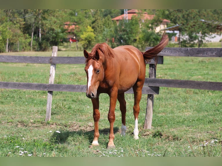 Cheval de sport hongrois Hongre 2 Ans 160 cm Alezan brûlé in Écs