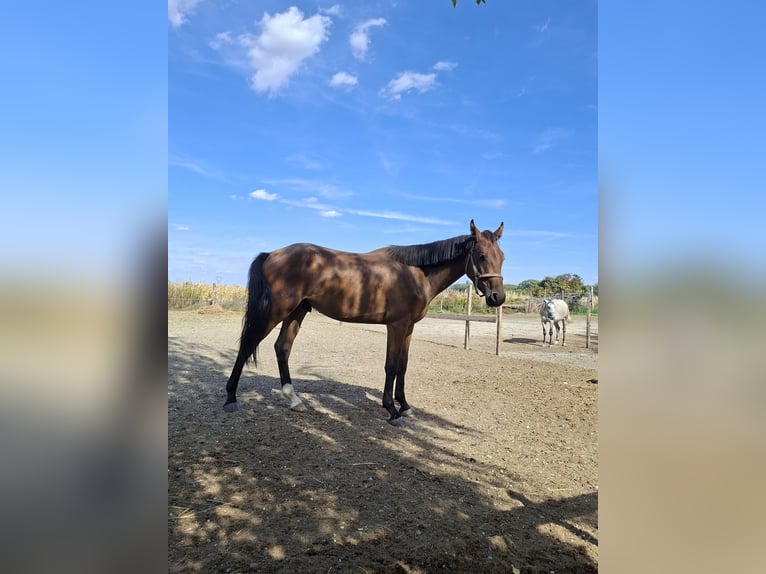 Cheval de sport hongrois Hongre 2 Ans 168 cm Bai cerise in Győr