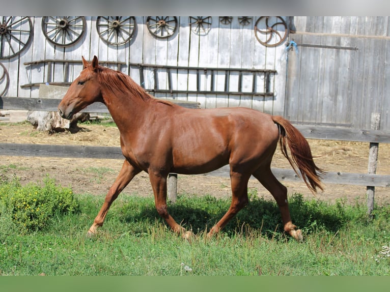 Cheval de sport hongrois Hongre 2 Ans Alezan brûlé in Écs