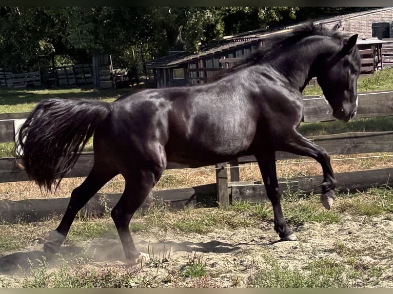 Cheval de sport hongrois Croisé Hongre 3 Ans 143 cm Noir in Oostvoorne