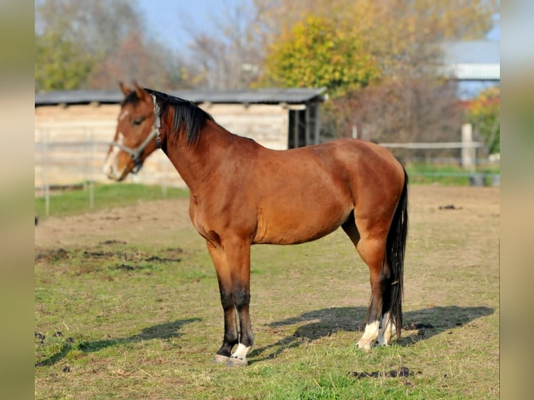 Cheval de sport hongrois Hongre 3 Ans 155 cm Bai in Schattendorf