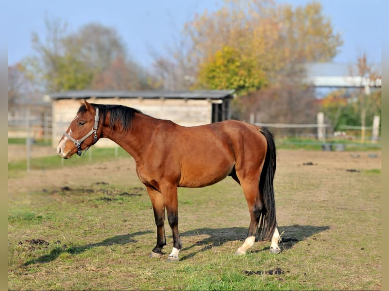 Cheval de sport hongrois Hongre 3 Ans 155 cm Bai in Schattendorf