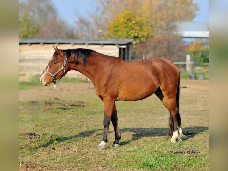 Cheval de sport hongrois Hongre 3 Ans 155 cm Bai in Schattendorf