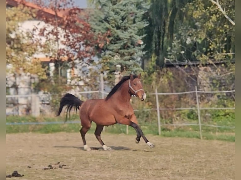 Cheval de sport hongrois Hongre 3 Ans 155 cm Bai in Schattendorf