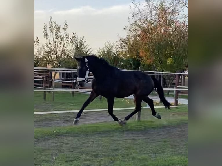 Cheval de sport hongrois Hongre 3 Ans 160 cm Bai cerise in Tass