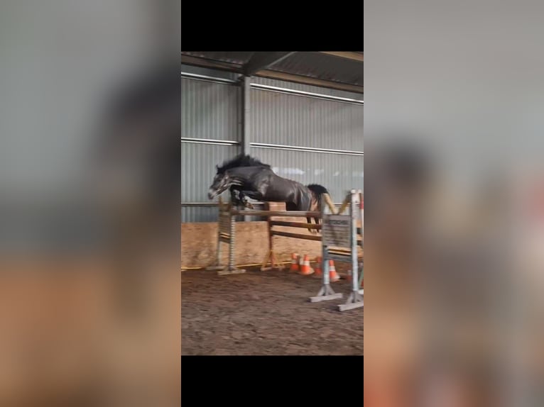 Cheval de sport hongrois Hongre 3 Ans 161 cm Gris in K&#xF6;flach