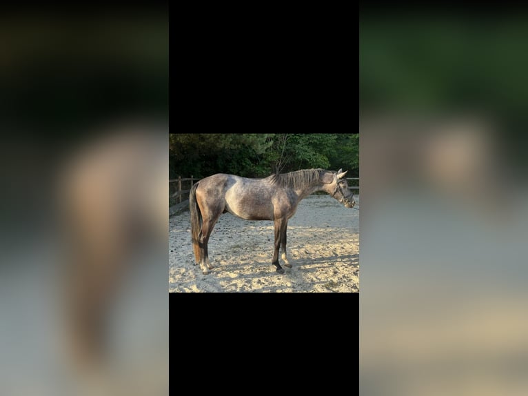 Cheval de sport hongrois Hongre 3 Ans 161 cm Gris pommelé in Gradenberg