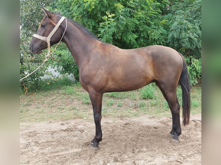 Cheval de sport hongrois Croisé Hongre 3 Ans 162 cm Bai brun foncé in Szilvásvárad