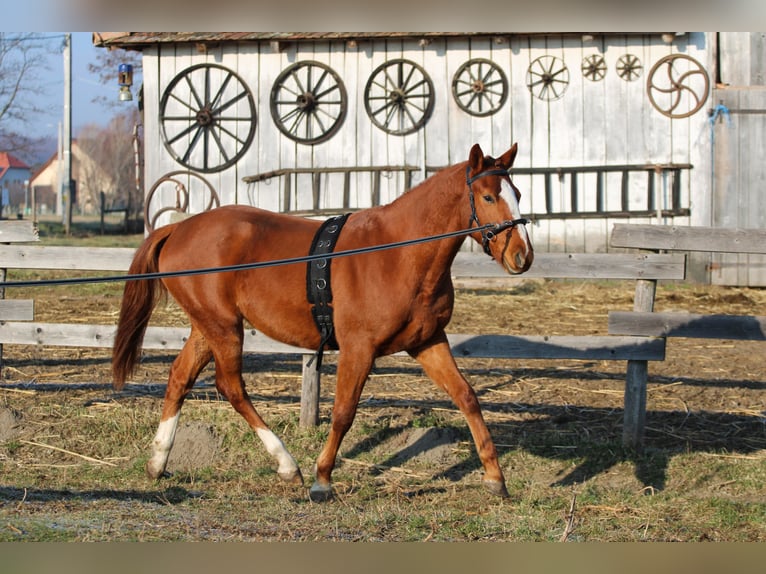 Cheval de sport hongrois Hongre 3 Ans 163 cm Alezan brûlé in Écs